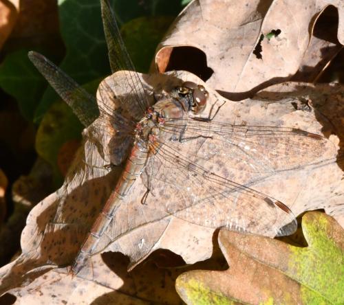 Sympetrum striolatum